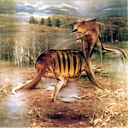 extinct_tasmanianTiger04